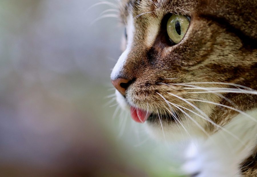 猫眼票房编辑部成员围坐在暖色调长桌前对照公开资料核对票房口径并记录修订笔记的工作场景