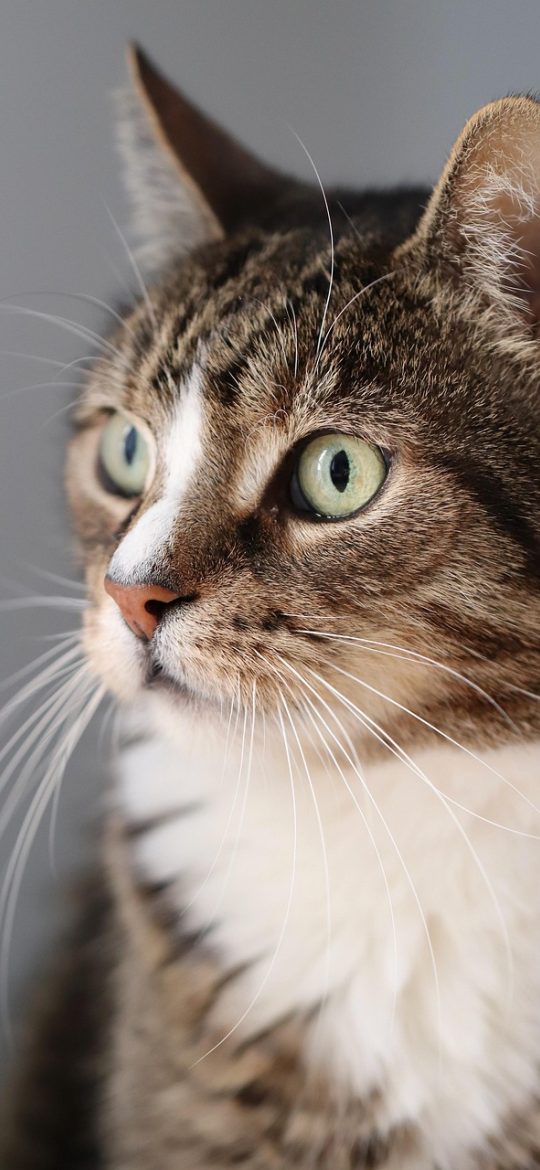 猫眼票房 App 影片详情页截图，展示影片海报、上映档期、累计票房折线图与主创信息卡片列表