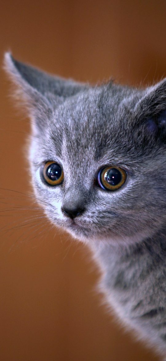 猫眼票房 App 设置页截图，包含深色模式开关、字号调节滑块、缓存清理按钮与权限管理入口